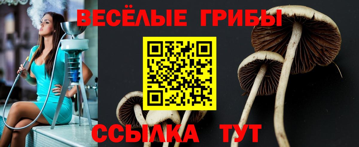 Псилоцибиновые грибы прущие грибы  Вход с VPN  Луховицы 